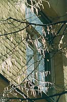 sosulki.jpg - 17749 Bytes