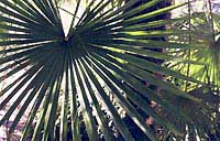 Palma__01.jpg - 19766 Bytes