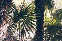 Palma__02.jpg - 22019 Bytes