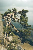 Sosna.jpg - 17083 Bytes