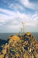 meganom__02.jpg - 14791 Bytes