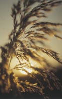 Sun_05.jpg - 11375 Bytes